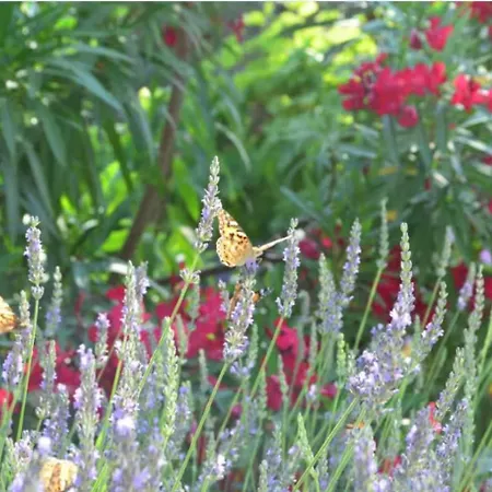 Cozy Stone House Next To *