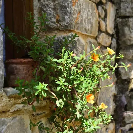 Cozy Stone House Next To 斯基亚索斯镇